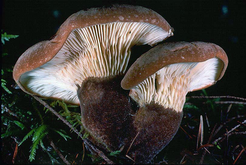 Tapinella atrotomentosa